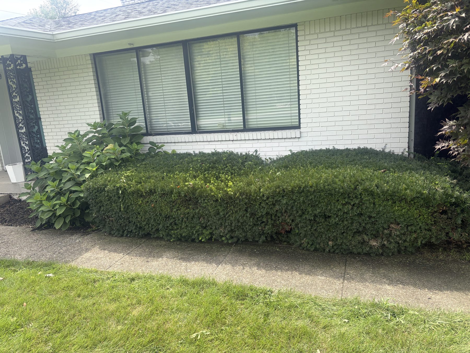 After professional bush and hedge trimming