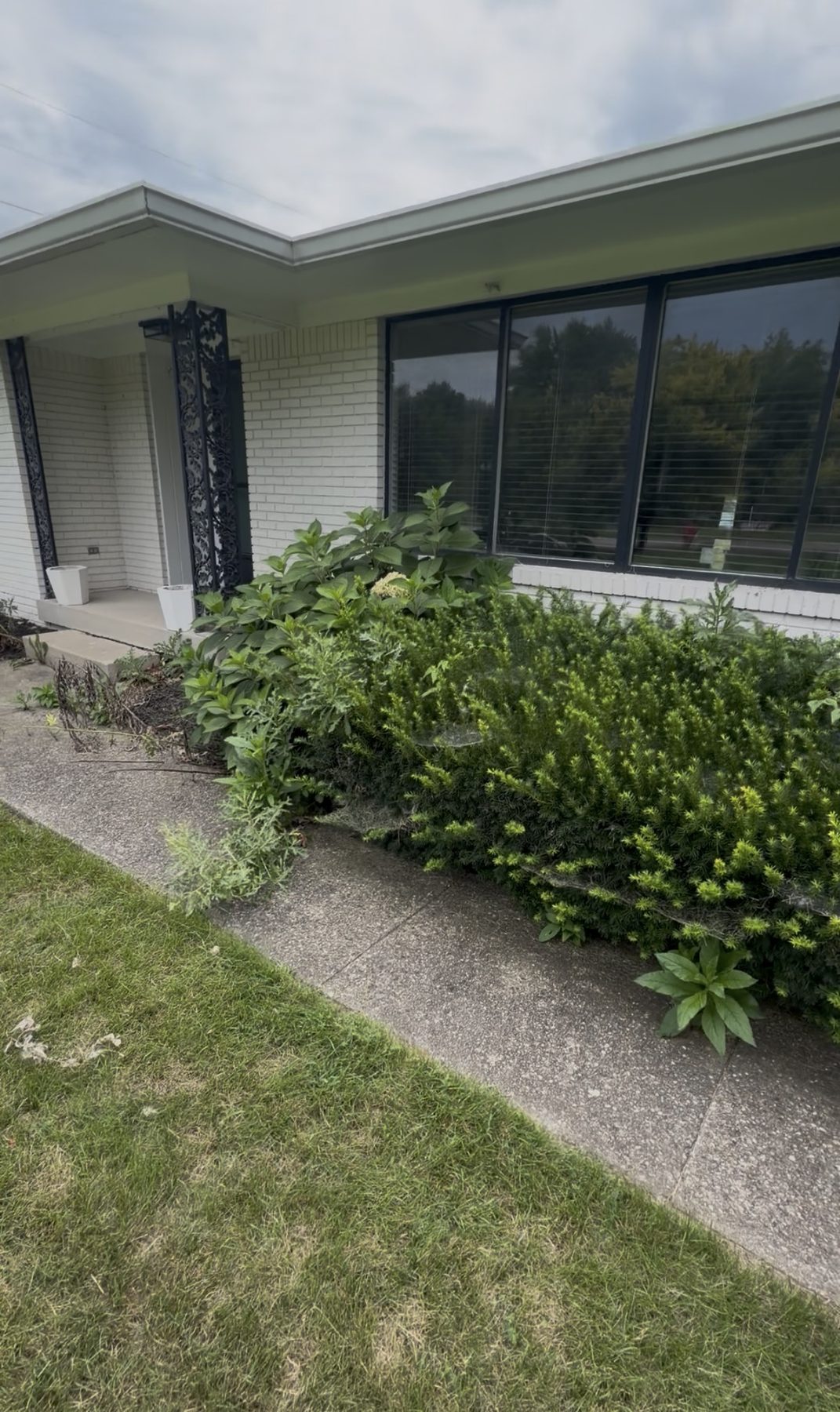 Before professional bush and hedge trimming